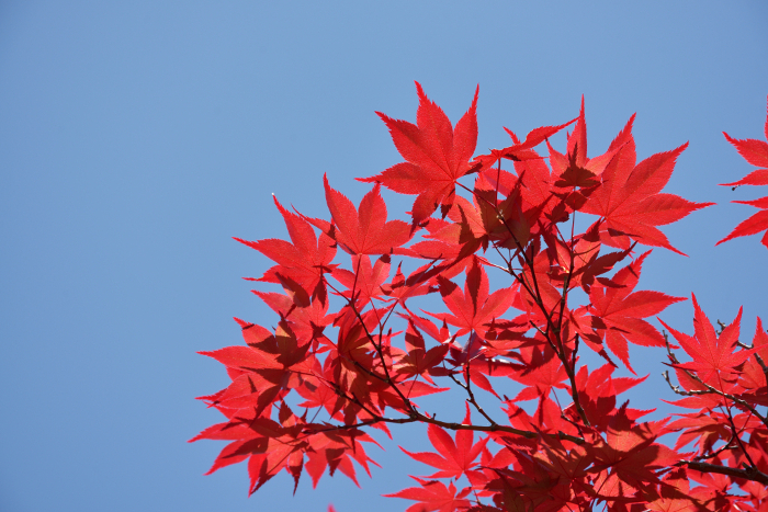 Nomura maple Autumn maple leaves