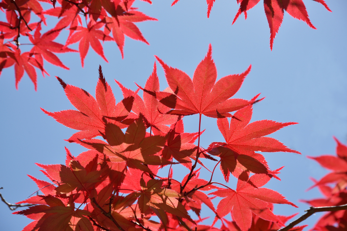 Nomura maple Autumn maple leaves