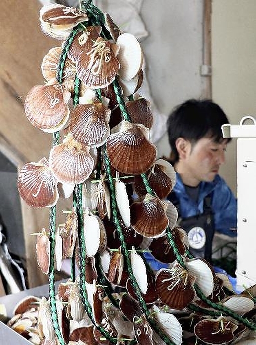 Scallop farming1 Scallops pinned to a rope by a machine and  ear hooked   1:01 p.m., March 18, Aomori City   photo by Asuka Yoshida.