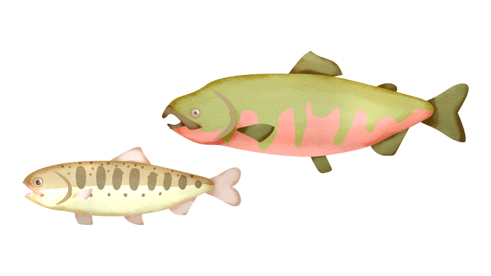 Clip art of landlocked salmon and cherry salmon(nuptial color)
