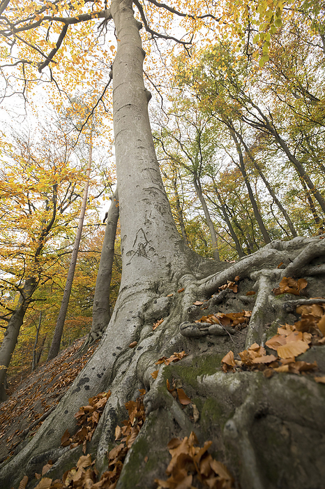 Fanned root of a beech tree, Photo by Aron Kühne