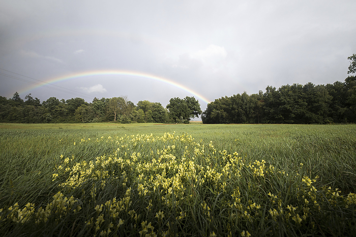 Rainbow on a summer meadow, Photo by Aron Kühne