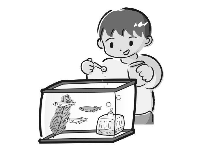 A boy taking care of a killifish (feeder)