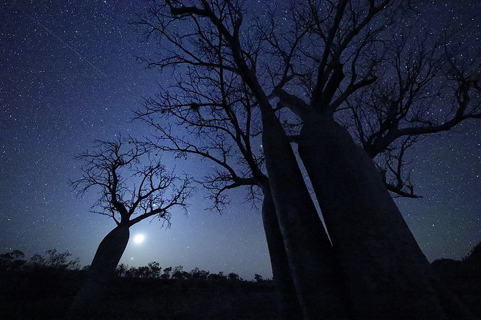 Australia Baobab