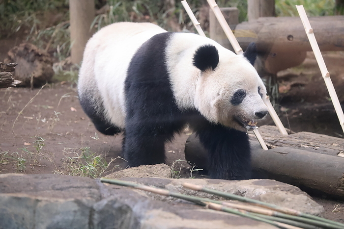 Japan bids farewell to giant panda Xiang Xiang Female giant panda Xiang Xiang is pictured at the Ueno Zoological Gardens in Tokyo, Japan on February 19, 2023, on her last day with the public before her return to China.  Photo by Hitoshi Mochizuki AFLO 