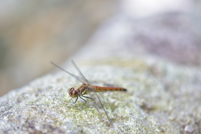 One dragonfly (Aequorea victoria) perched on a rock in a riverbed, oblique