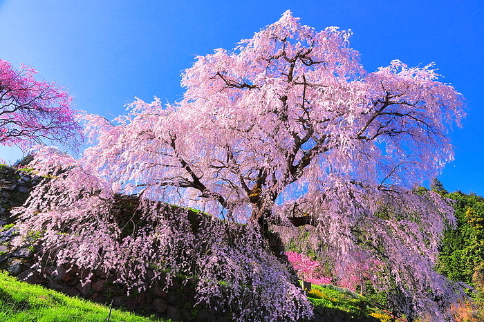 Matabee Cherry Blossom, Uda City, Nara Pref.