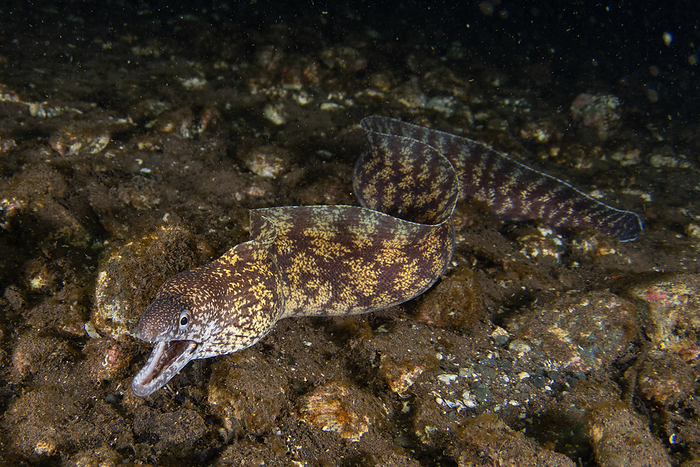 muraenid moray eel  Gymnothorax kidako 