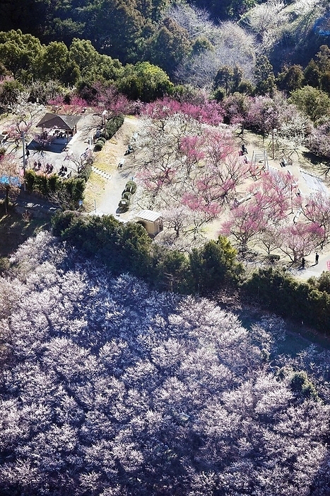 The Nanbu Plum Grove opened for the first time in three years and is now at its best. The Nanbu Plum Grove, which opened for the first time in three years and is now in full bloom, in Minabe cho, Wakayama Prefecture.