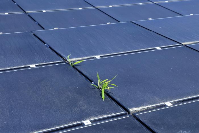 Grass growing through gaps in solar panels