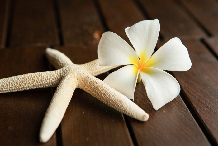 Starfish and plumeria flowers Summer/vacation image