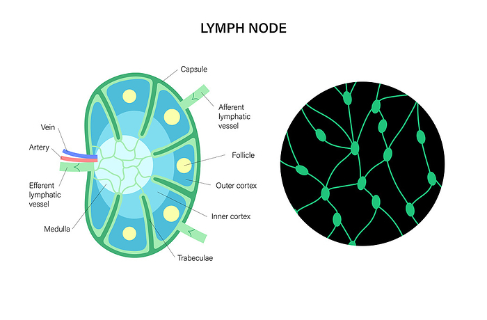 Lymph node anatomy, illustration Lymph node anatomy, illustration., by PIKOVIT   SCIENCE PHOTO LIBRARY