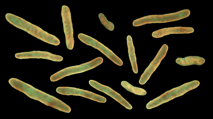 Tuberculosis bacteria, illustration Tuberculosis bacteria. Computer illustration of Mycobacterium tuberculosis bacteria, the Gram positive rod shaped bacteria which cause the disease tuberculosis., by KATERYNA KON SCIENCE PHOTO LIBRARY