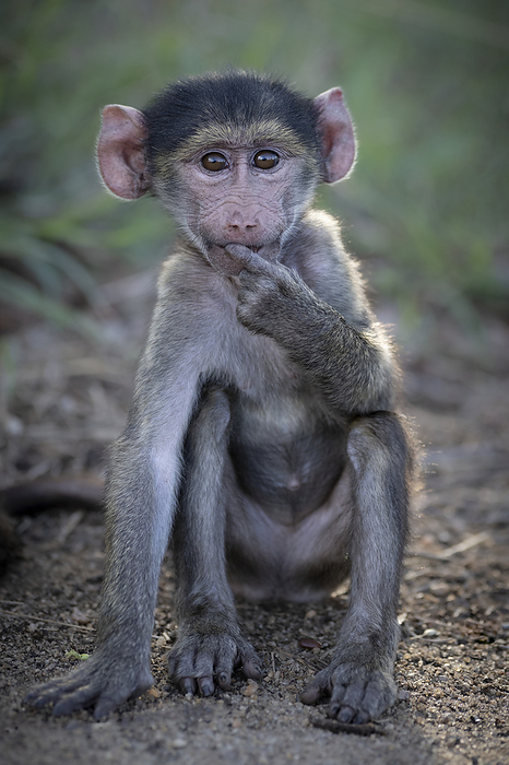 Chacma baboon infant Curious young chacma baboon  Papio ursinus griseipes . Photographed in Kruger National Park, South Africa., by TONY CAMACHO SCIENCE PHOTO LIBRARY