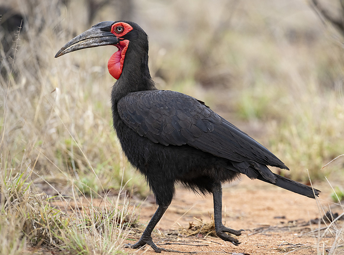 Southern ground hornbill Southern ground hornbill  Bucorvus leadbeateri  foraging for food. These birds are classified as cooperative breeders and the breeding pair are often assisted by other birds whilst nesting. These helpers will provide the female and chicks with nesting material and food. Photographed in the Kruger National Park, South Africa., by TONY CAMACHO SCIENCE PHOTO LIBRARY