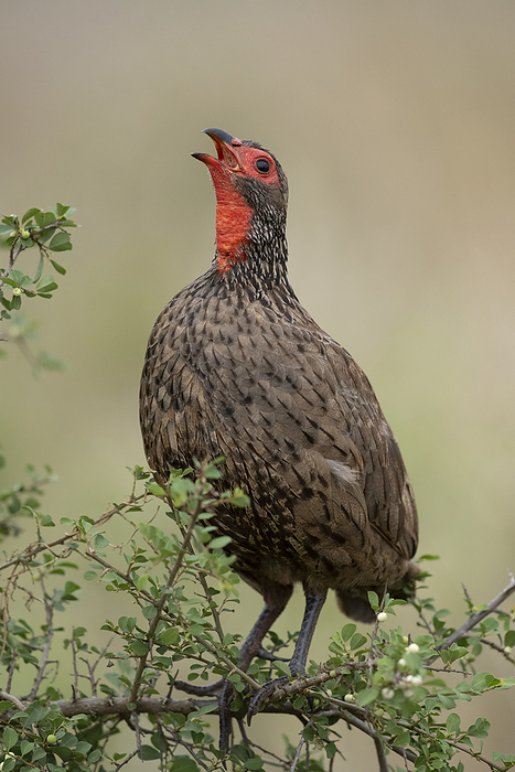 Swainson s spurfowl calling Swainson s spurfowl, or Swainson s francolin,  Pternistis swainsonii  calling. Photographed in Kruger National Park, South Africa., by TONY CAMACHO SCIENCE PHOTO LIBRARY