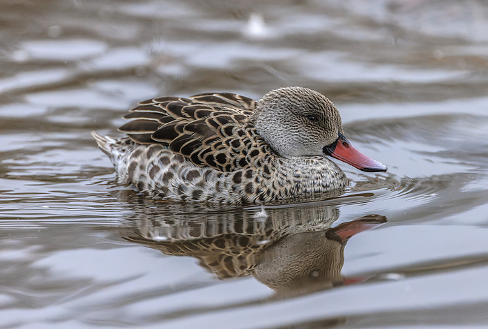 Cape teal Cape teal  Anas capensis  swimming on a lake in early winter., by BOB GIBBONS SCIENCE PHOTO LIBRARY