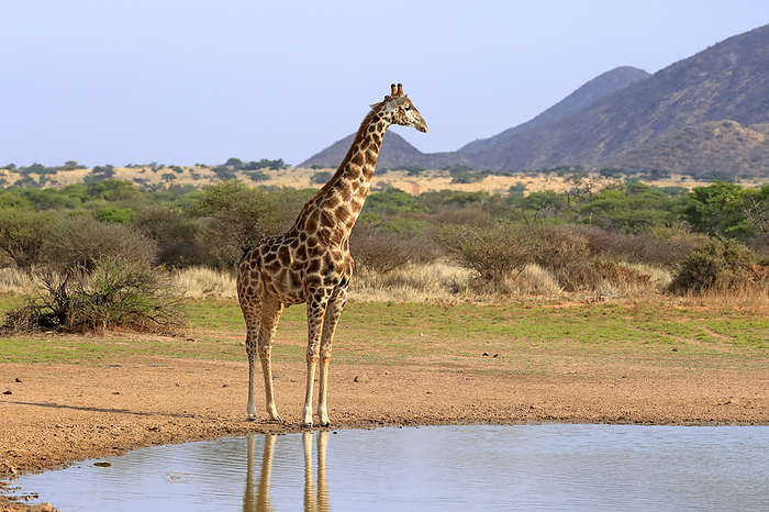 Kapgiraffe Cape Giraffe,  Giraffa camelopardalis giraffa , adult at water, Tswalu Game Reserve, Kalahari, Northern Cape, South Africa, Africa