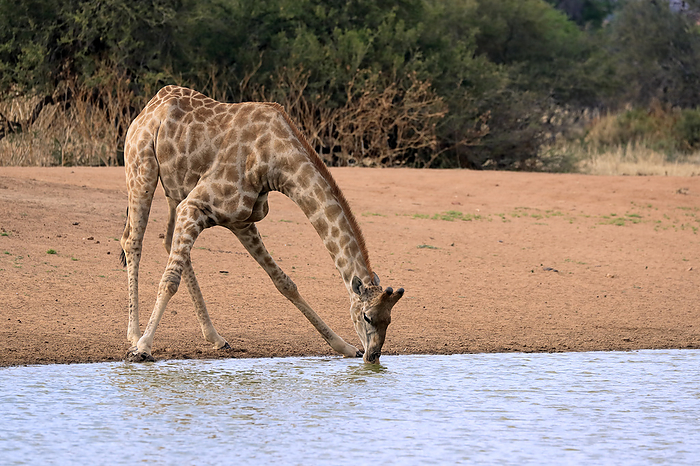 Kapgiraffe Cape Giraffe,  Giraffa camelopardalis giraffa , adult at water drinking, Tswalu Game Reserve, Kalahari, Northern Cape, South Africa, Africa