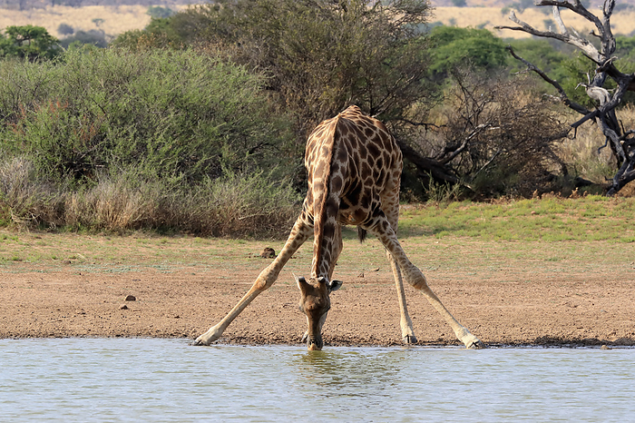Kapgiraffe Cape Giraffe,  Giraffa camelopardalis giraffa , adult at water drinking, Tswalu Game Reserve, Kalahari, Northern Cape, South Africa, Africa