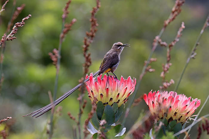 Kaphonigvogel Cape Sugarbird,  Promerops cafer , adult male on bloom of protea calling, Kirstenbosch Botanical Garden, Cape Town, South Africa, Africa