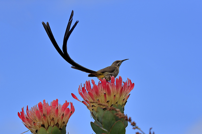 Kaphonigvogel Cape Sugarbird,  Promerops cafer , adult male on bloom of protea, Kirstenbosch Botanical Garden, Cape Town, South Africa, Africa