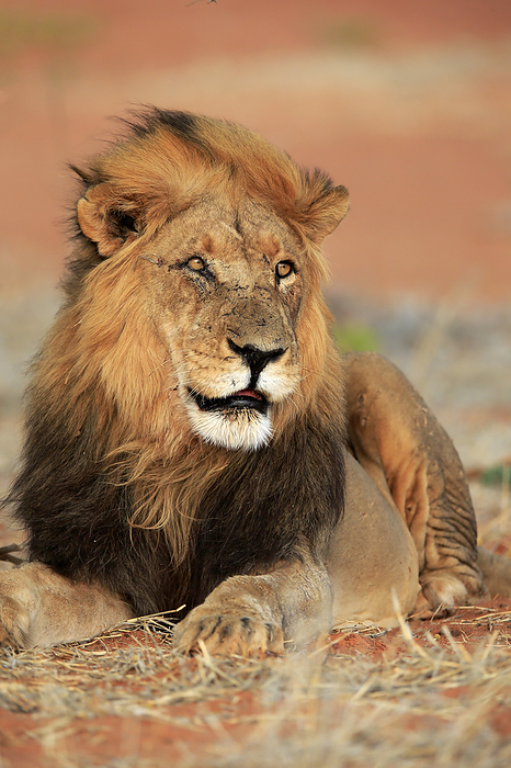 Loewe Lion,  Panthera leo , adult male alert portrait sitting, Tswalu Game Reserve, Kalahari, Northern Cape, South Africa, Africa