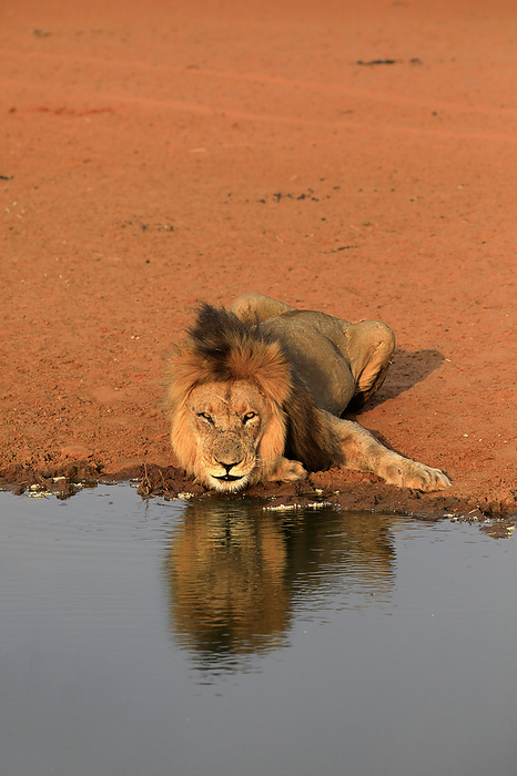 Loewe Lion,  Panthera leo , adult male at water drinking, Tswalu Game Reserve, Kalahari, Northern Cape, South Africa, Africa