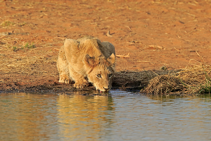Loewe Lion,  Panthera leo , young at water drinking, Tswalu Game Reserve, Kalahari, Northern Cape, South Africa, Africa