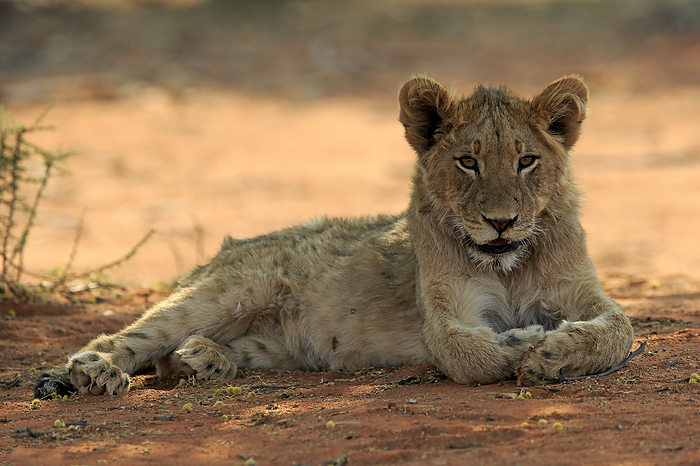 Loewe Lion,  Panthera leo , young resting alert, Tswalu Game Reserve, Kalahari, Northern Cape, South Africa, Africa