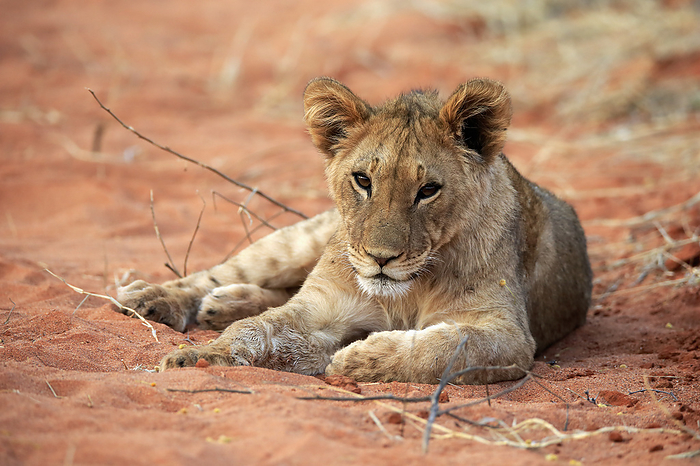 Loewe Lion,  Panthera leo , young resting alert, Tswalu Game Reserve, Kalahari, Northern Cape, South Africa, Africa