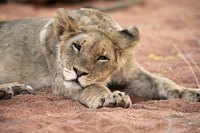 Loewe Lion,  Panthera leo , young resting alert portrait, Tswalu Game Reserve, Kalahari, Northern Cape, South Africa, Africa