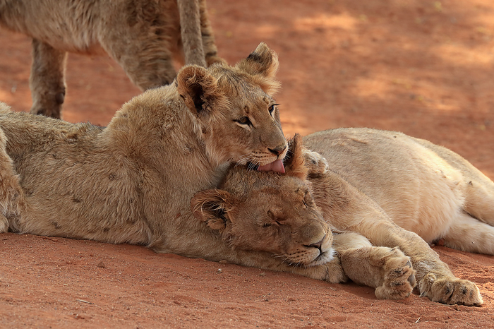 Loewe Lion,  Panthera leo , two young siblings social behaviour, Tswalu Game Reserve, Kalahari, Northern Cape, South Africa, Africa