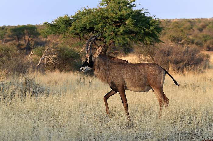 Pferdeantilope Roan Antelope,  Hippotragus equinus , adult walking, Tswalu Game Reserve, Kalahari, Northern Cape, South Africa, Africa