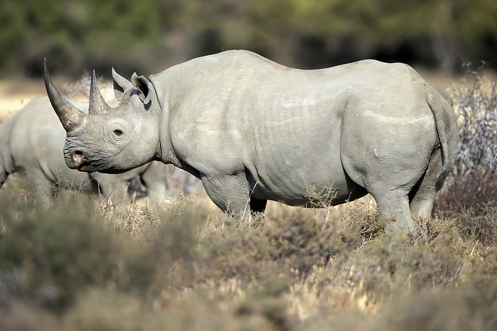 Spitzmaulnashorn Black Rhinoceros, hook lipped rhinoceros,  Diceros bicornis , adult searching for food, Mountain Zebra Nationalpark, Eastern Cape, South Africa, Africa