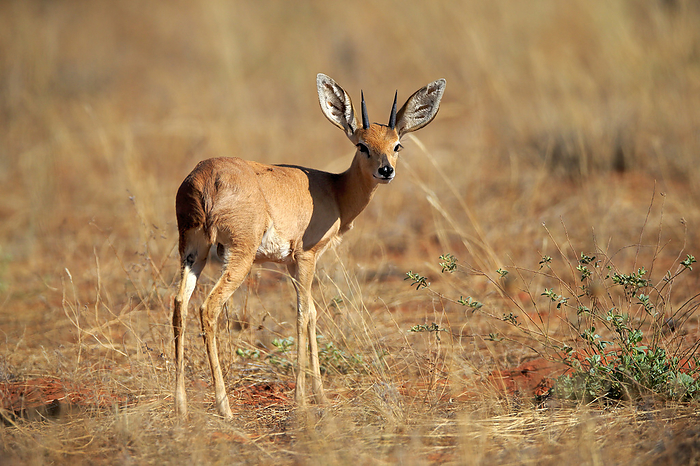 Steinboeckchen Steenbok,  Raphicerus campestris , adult male alert, Tswalu Game Reserve, Kalahari, Northern Cape, South Africa, Africa