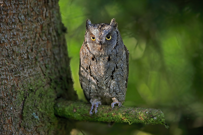 Zwergohreule Eurasian Scops Owl,  Otus scops , adult on tree alert in autumn , captive, Bohemian Forest, Czech Republic, Europe