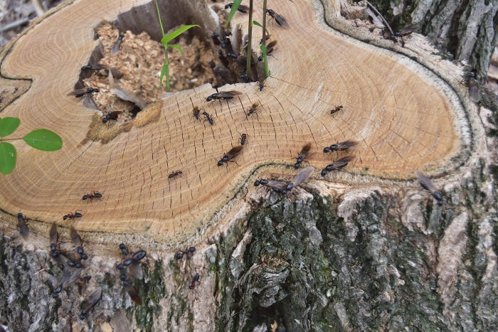 A giant ant living on an oak stump