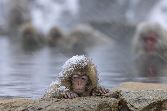 Japanese macaque monkeys at Jigokudani Yaen-koen, Nagano Prefecture
