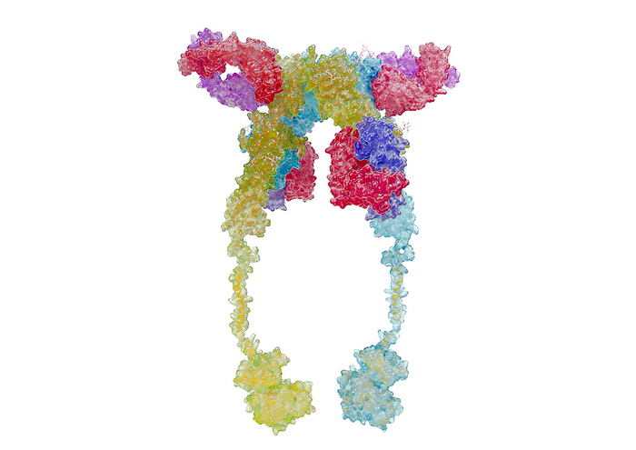 Illustration of an insulin receptor as a glass surface model with indicated deeper ribbon model on a white background. Insulin receptors are located inside the cell membrane (transmembrane receptor). Insulin binds to the a-subunit of the receptor located outside the cell, shown in the image above. This presumably triggers a change in the shape of the receptor, which spreads inside the cell and activates the tyrosine kinases. The illustration is based on structural data from Croll, T., Smith, B.J., Margetts, M.B., Whittaker, J., Weiss, M.A., Ward, C.W., Lawrence, M.C., Li, Q., Wong, Y.L., Kang, C., Hubbard, S.R., Wei, L., Ellis, L., Hendrickson, W.A.., by medicalgraphics/F1online