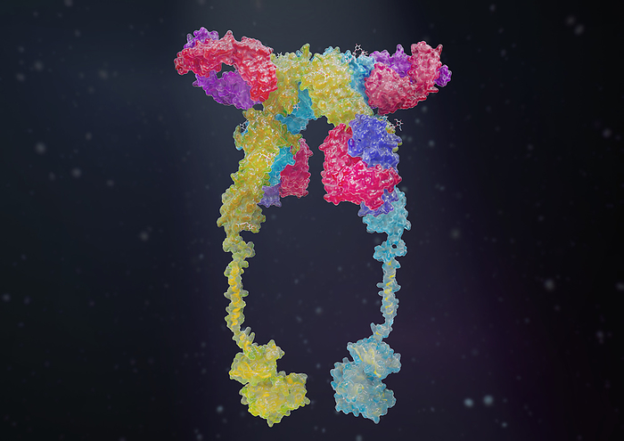 Illustration of an insulin receptor as a glass surface model with indicated deeper ribbon model on a dark background. Insulin receptors are located inside the cell membrane (transmembrane receptor). Insulin binds to the a-subunit of the receptor located outside the cell, shown in the image above. This presumably triggers a change in the shape of the receptor, which spreads inside the cell and activates the tyrosine kinases. The illustration is based on structural data from Croll, T., Smith, B.J., Margetts, M.B., Whittaker, J., Weiss, M.A., Ward, C.W., Lawrence, M.C., Li, Q., Wong, Y.L., Kang, C., Hubbard, S.R., Wei, L., Ellis, L., Hendrickson, W.A.., by medicalgraphics/F1online