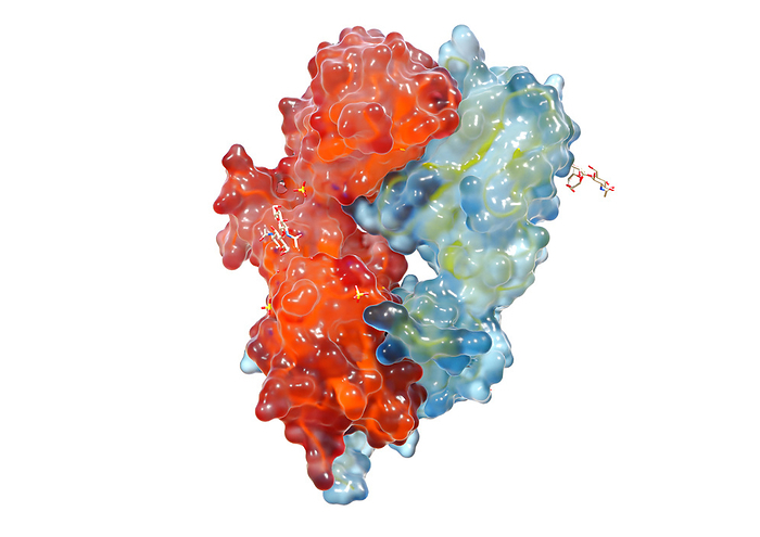Illustration of a T cell receptor as a glass surface model with indicated deeper ribbon model on a white background. The T cell receptor is located on the surface of T cells and is responsible for the recognition of antigens presented by MHC molecules. It can recognize foreign antigens and in this case activate the T cell.   The illustration is based on structural data from Garcia, K.C., Degano, M., Stanfield, R.L., Wilson, I.A.., by medicalgraphics/F1online