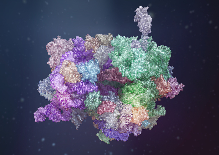 Illustration of a ribosome as a glass surface model with indicated deeper ribbon model on a dark background. Ribosomes are macromolecular complexes in the cytoplasm of cells where proteins are produced. Ribosomes translate the nucleotide sequence of an mRNA into the amino acid sequence of the polypeptide chain of a protein. The illustration is based on structural data by Voorhees, R.M., Weixlbaumer, A., Loakes, D., Kelley, A.C., Ramakrishnan, V., by medicalgraphics/F1online