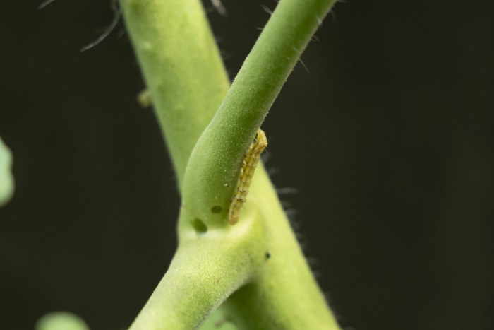 Holes and larvae feeding on side shoots of mini-tomato stems