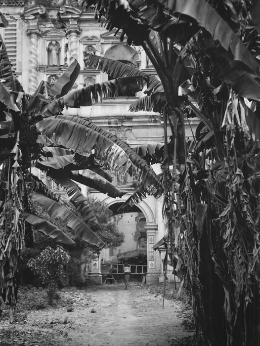 Travel views of Cuba and Guatemala, between 1899 and 1926. Creator: Arnold Genthe. Travel views of Cuba and Guatemala, between 1899 and 1926. Church seen through banana trees. Creator: Arnold Genthe.