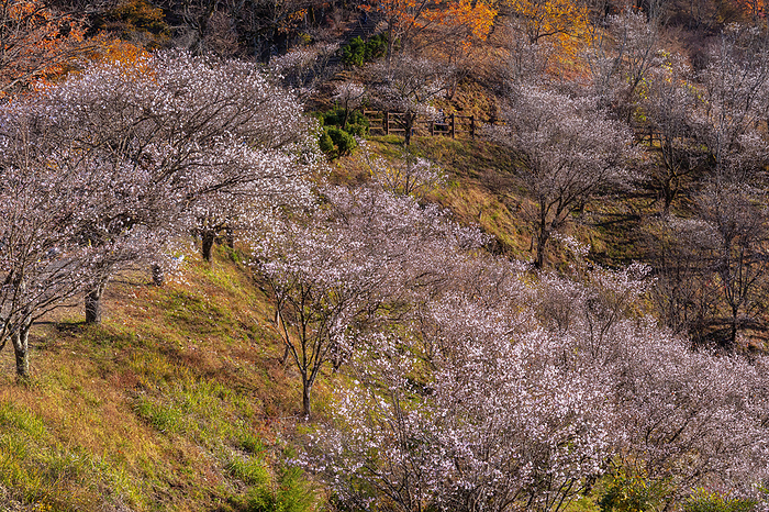 Sakurayama Park Winter Cherry Blossoms Gunma Pref.