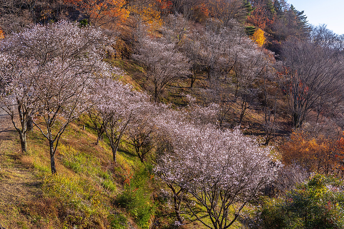 Sakurayama Park Winter Cherry Blossoms Gunma Pref.