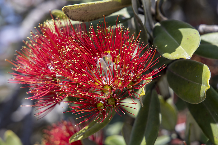 Flower of a Pohutukawa tree in the Bay of Plenty region on the North Island of New Zealand