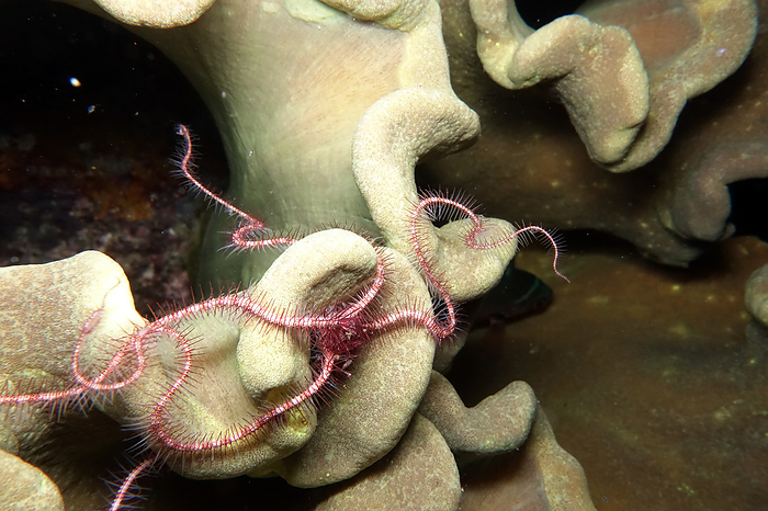 brittle star Ophiothrix sp. on a soft coral brittle star Ophiothrix sp. on a soft coral