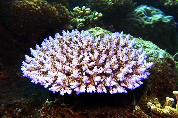 Small polyp stony coral, probably Acropora cophodactyla Small polyp stony coral, probably Acropora cophodactyla